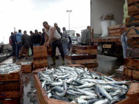 Baisse de la production halieutique à Jijel:  La pollution cause d’importants dégâts