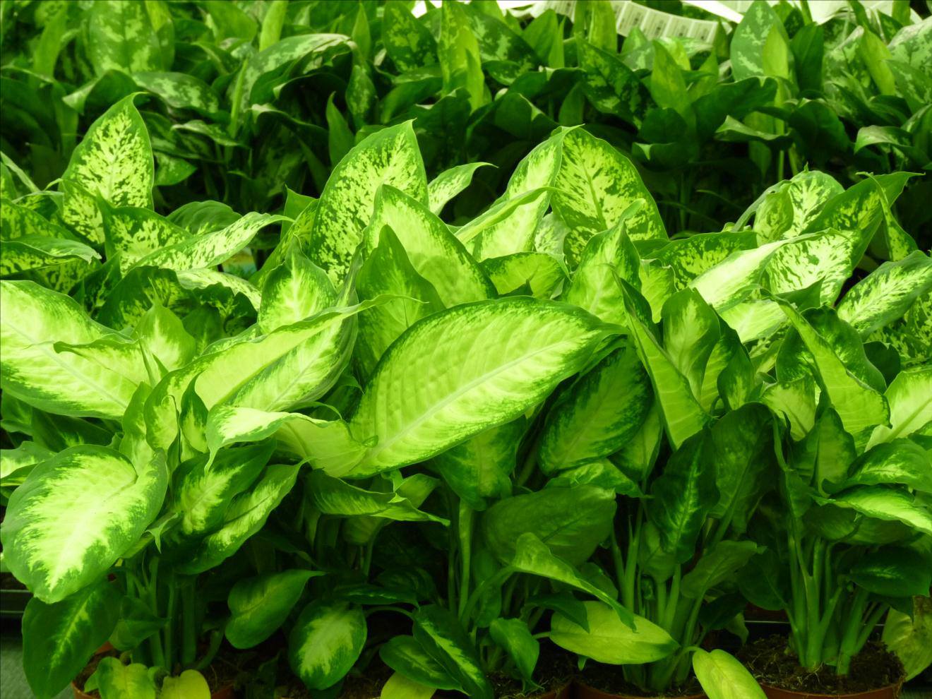 plantes d’intérieurs