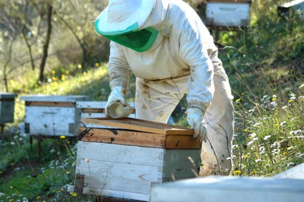 Boudouaou (Boumerdès) - Zineb Malouadjmi, apicultrice: «nous souffrons d’un marché désorganisé et notre miel n’est pas valorisé»