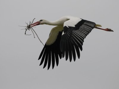 Aéroport international Rabah Bitat de Annaba:  Les colonies de cigognes menacent les aéronefs