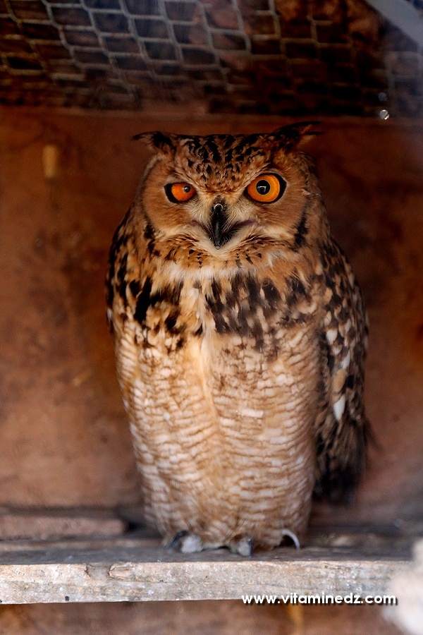 Hibou- Zoo de Tlemcen