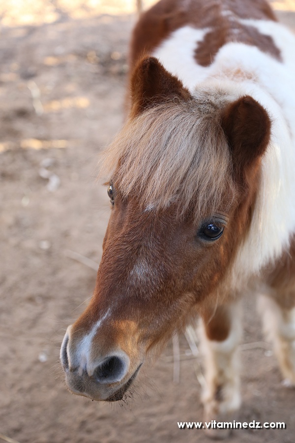 Poney, Zoo de Tlemcen