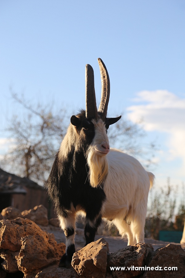 Bouc, Zoo de Tlemcen
