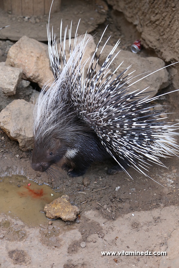 Porc Epic - Zoo de Tlemcen