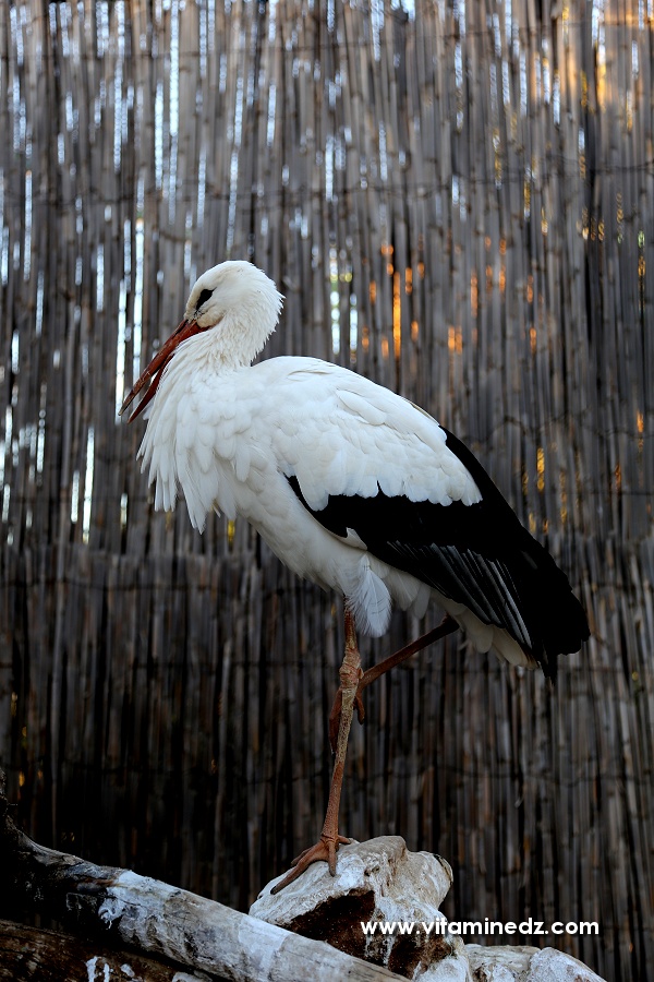 Cigogne - Zoo de Tlemcen