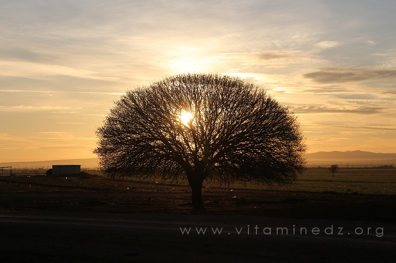 La vie : Un arbre seul contre les agressions de l'homme