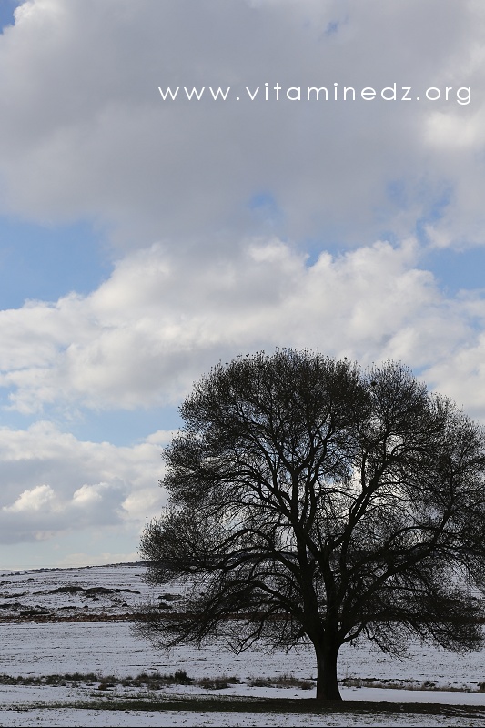 Tlemcen  Parc National, neige abondante sur les hauteurs de Terny