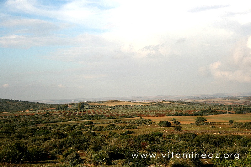 Oliveraie des Bendimerad - Terres agricole à Tagma (Commune Ain Fezza - Tlemcen)