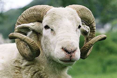 اغلال القيطنة الجميلة