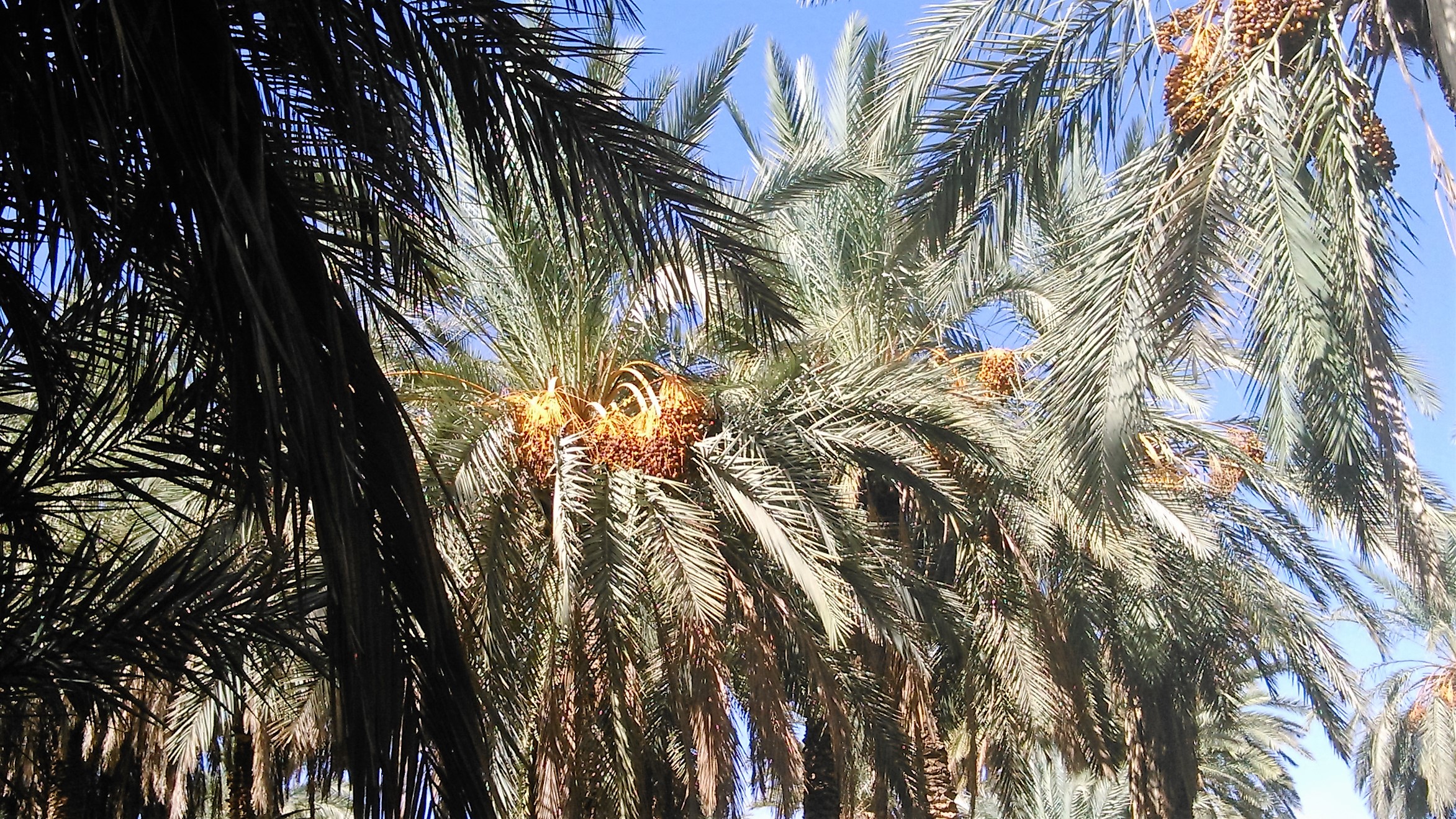 LA GRANDE PALMERAIE DU KSAR DE BOUSSEMGHOUNE W.EL BAYADH