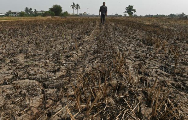 Planète -  Confrontés à la sécheresse, les agriculteurs thaïlandais invités à planter moins de riz
