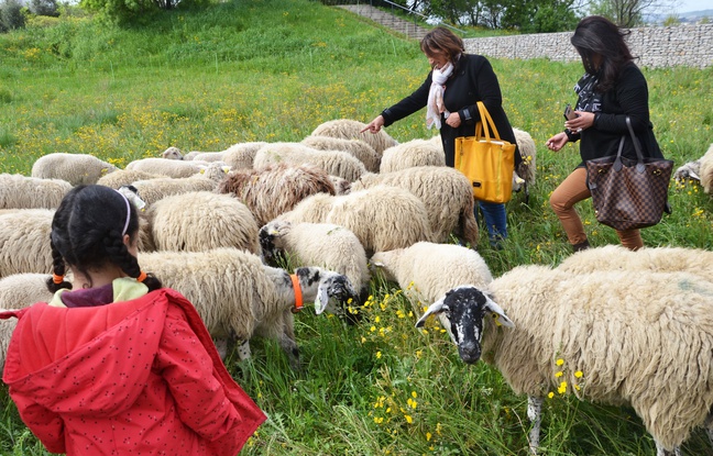 Planète -  Montpellier: Des moutons et des chèvres pour remplacer les tondeuses