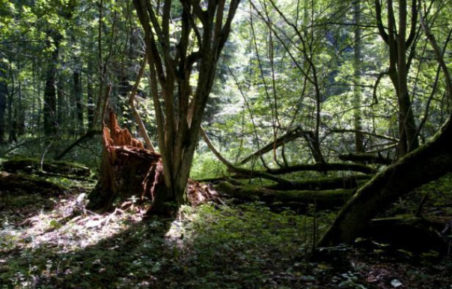 Planète -  Greenpeace contre l'abattage d'arbres de la dernière forêt primaire d'Europe