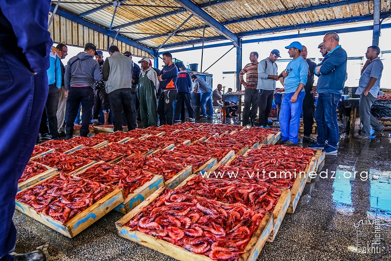 Crevette royale - Port de Pêche de Ghazaouet