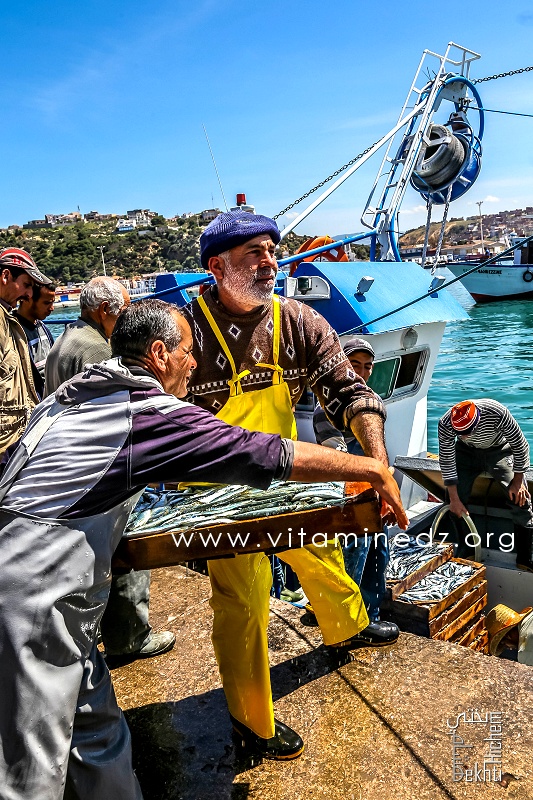 Sardines - Port de Pêche de Ghazaouet