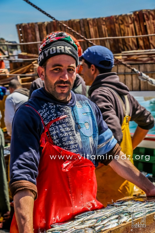 Bonjour la sardine - Port de Pêche de Ghazaouet
