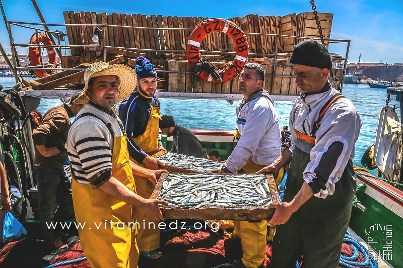 Sardines en abondance - Port de Pêche de Ghazaouet