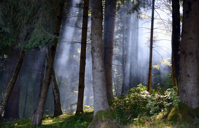 Planète -  Journée de la Terre: La 46e édition célèbre les arbres ce 22 avril