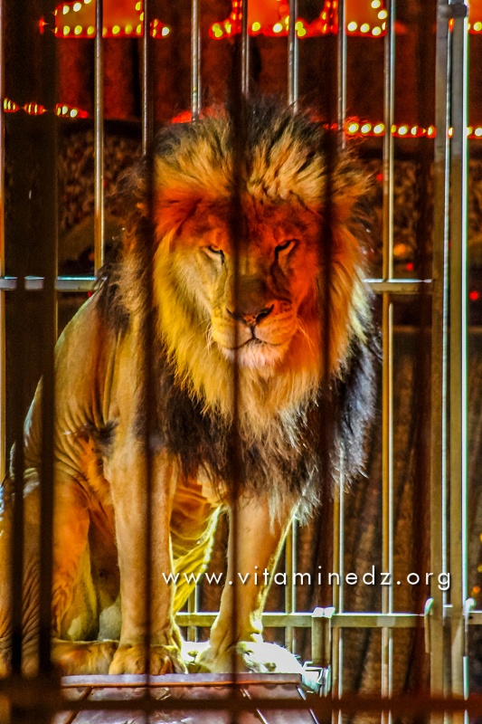 Lion - Cirque Amar en tournée à Tlemcen