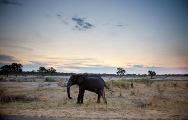 Planète -  Le Zimbabwe vend ses animaux sauvages pour les sauver de la sécheresse