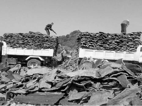 En dépit d’un bon nombre de contraintes Le liège de Skikda s’exporte bien