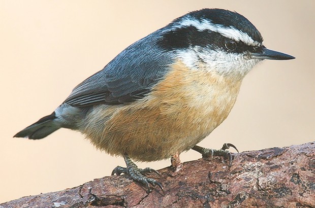 Algérie - JOURNÉE MONDIALE DE LA BIODIVERSITÉ:  Rencontre sur la sittelle de Kabylie