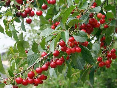 Aïn El Hammam (Tizi Ouzou) -  Menace sur le cerisier