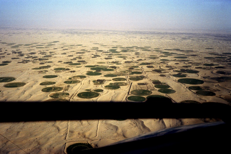 Pomme de Terre Oued Souf
