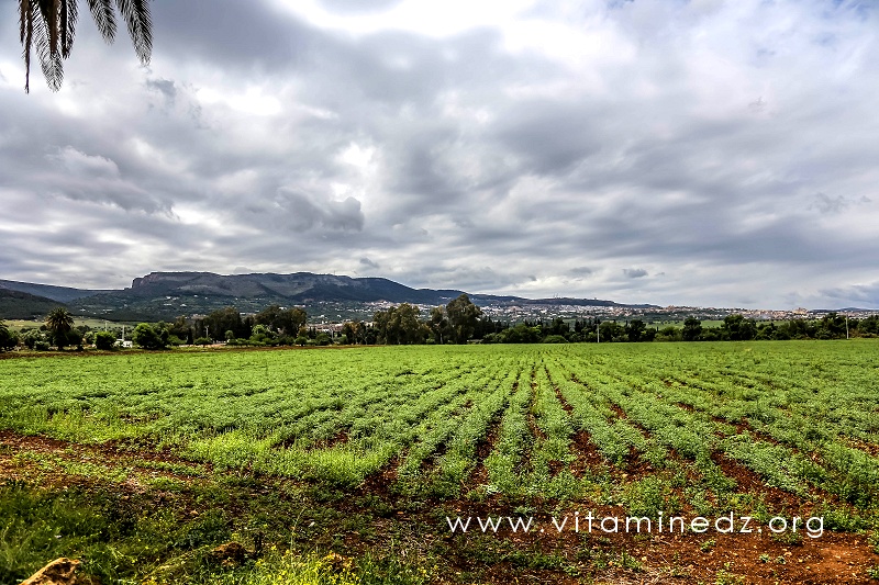 Domaine de Lismara ou ce qu'il en reste