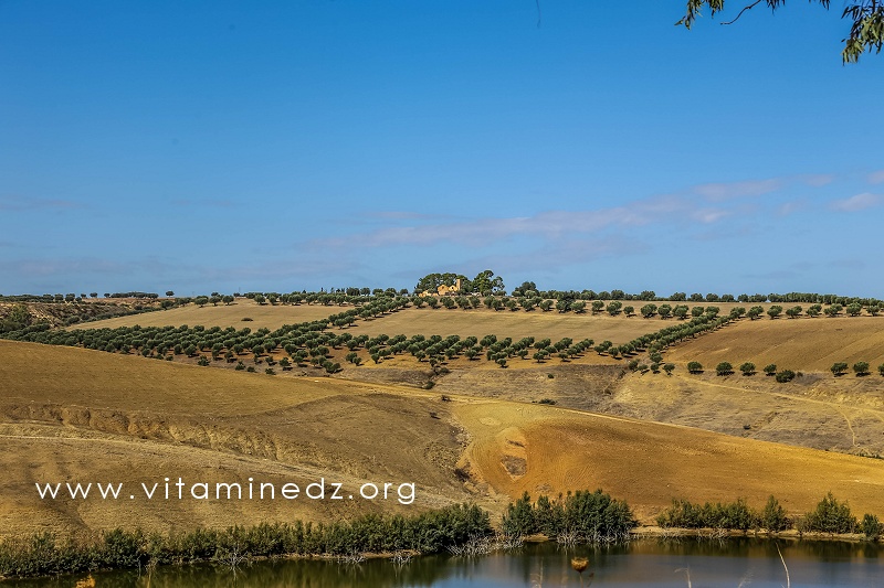 Oliveraies du coté de Laribet - Commune Amieur