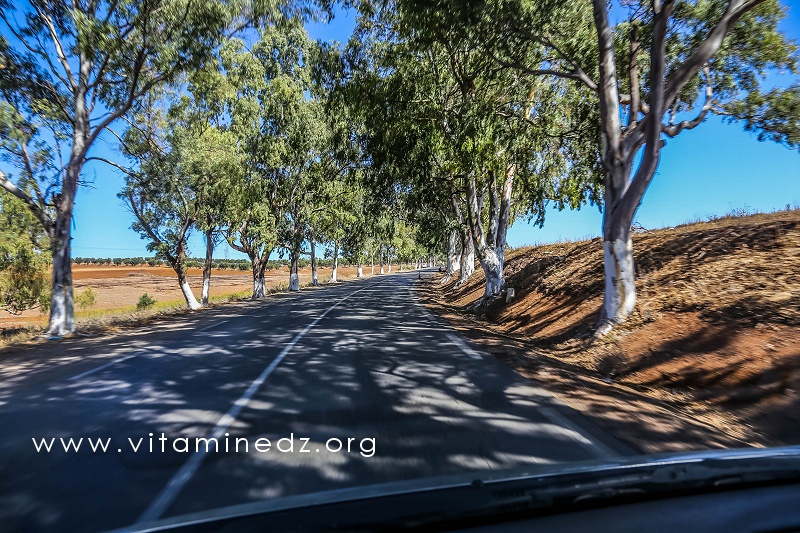 Route Nationale 2, vers Temouchent, bordées d'Eucalyptus
