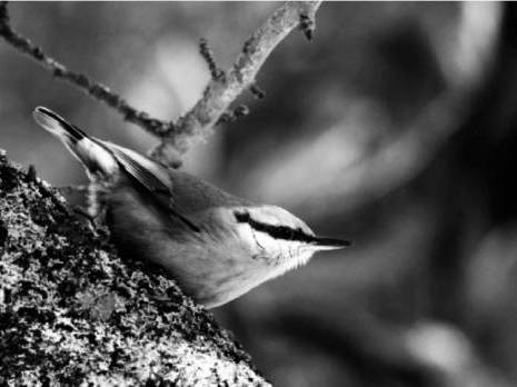 Association de réflexion et d’action pour l’environnement de Sétif:  Pour la préservation du milieu naturel de la sittelle kabyle