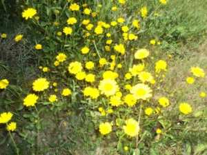 Promenade en pleine nature, le 15 mai 2016