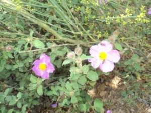 Promenade en pleine nature, le 15 mai 2016