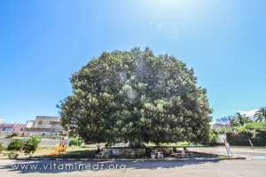 Arbre caoutcho géant à Mostaganem
