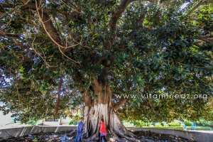 Arbre caoutchou géant à Mostaganem
