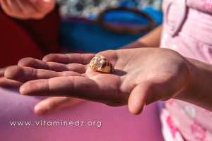 Petit coquillage souvenirs de Malousse plage (W. Ain Temouchent)