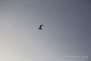 Plage de Malousse (W. Ain Temouchent)