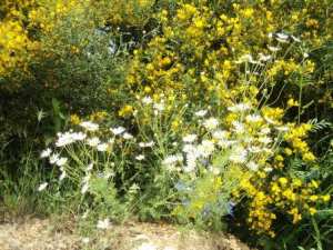 Promenade en pleine nature, le 15 mai 2016