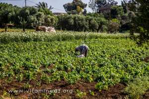 Agriculteur, El Mdadha, village de la commune de Sidi Ouariache (Ain Temouchent)