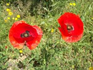Promenade en pleine nature, le 15 mai 2016