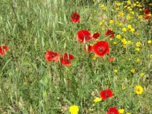 Promenade en pleine nature, le 15 mai 2016