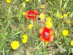 Promenade en pleine nature, le 15 mai 2016
