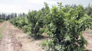 Tipasa - Le secteur de l’agriculture sacrifié