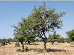 Mostaganem, wilaya pilote dans la régénération de l’arganier