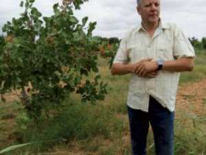 Le pistachier s’épanouit bien à Mascara