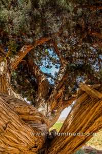 Pistachier centenaire - Région d\'El Ghicha - Wilaya de Laghouat