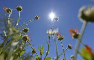 Planète - Le mois de juin 2016, le plus chaud jamais enregistré sur la planète