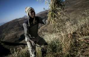 Planète - Sécheresse en Afrique Australe: la FAO lance un cri d'alarme
