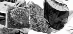 Adekar (Béjaia) -  Cap sur le développement de l’apiculture